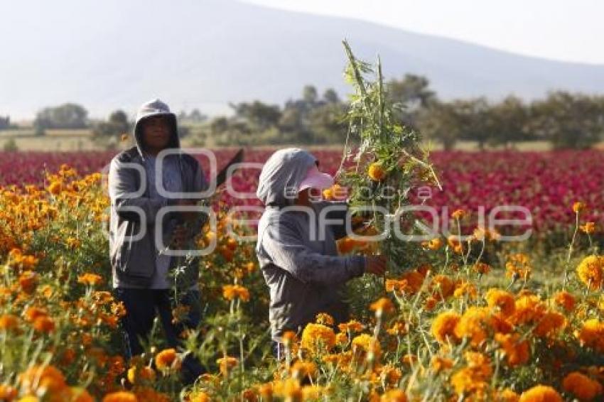 COSECHA FLOR DE MUERTO