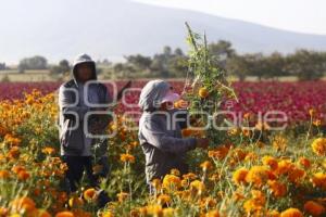 COSECHA FLOR DE MUERTO