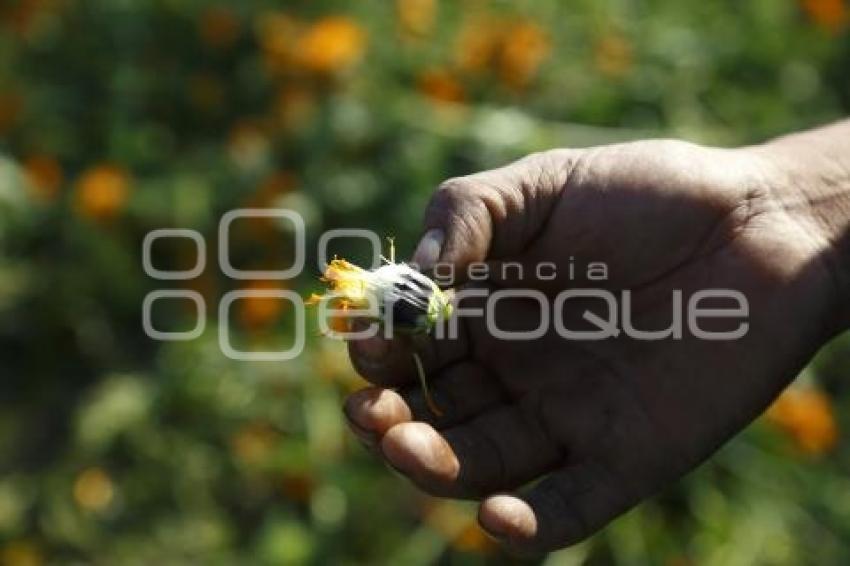 COSECHA FLOR DE MUERTO