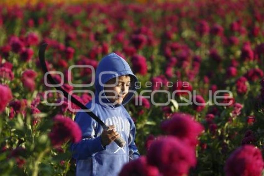 COSECHA FLOR DE MUERTO