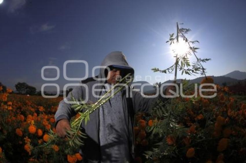 COSECHA FLOR DE MUERTO