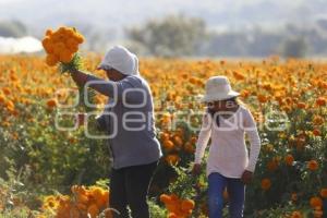 COSECHA FLOR DE MUERTO