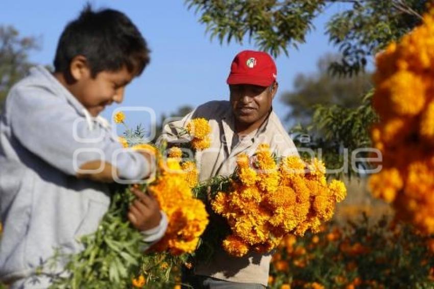 CORTE FLOR DE CEMPASÚCHIL