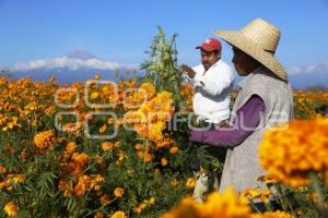 CORTE FLOR DE CEMPASÚCHIL