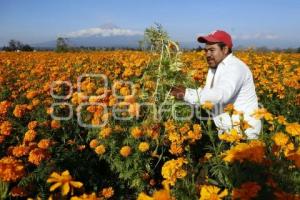 CORTE FLOR DE CEMPASÚCHIL