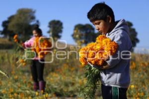 CORTE FLOR DE CEMPASÚCHIL