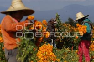 CORTE FLOR DE CEMPASÚCHIL