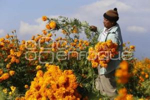 CORTE FLOR DE CEMPASÚCHIL