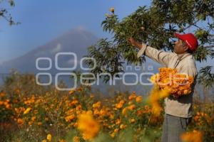 CORTE FLOR DE CEMPASÚCHIL