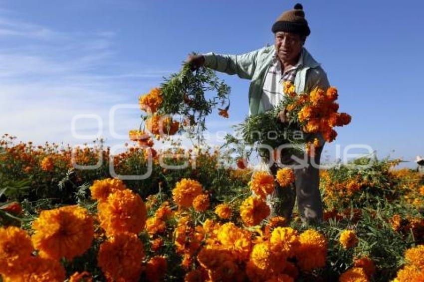 CORTE FLOR DE CEMPASÚCHIL