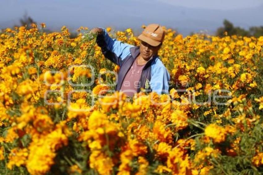 CORTE FLOR DE CEMPASÚCHIL