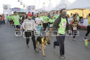 CARRERA GLOBAL ENERGY RACE