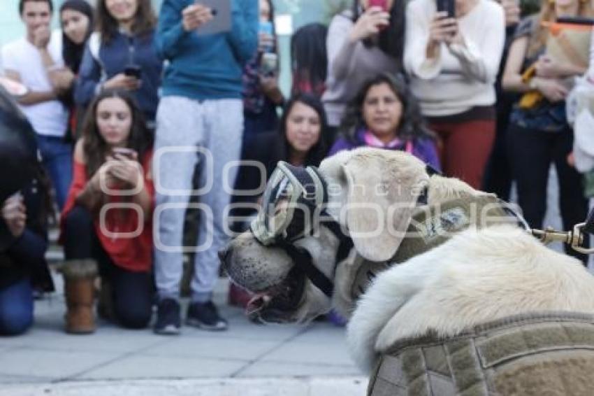 ITESM . SEMAR . FRIDA