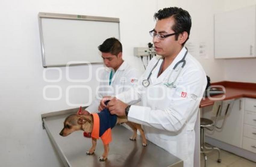 CERTIFICACIÓN HOSPITAL VETERINARIO