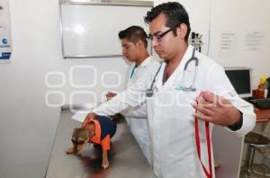 CERTIFICACIÓN HOSPITAL VETERINARIO