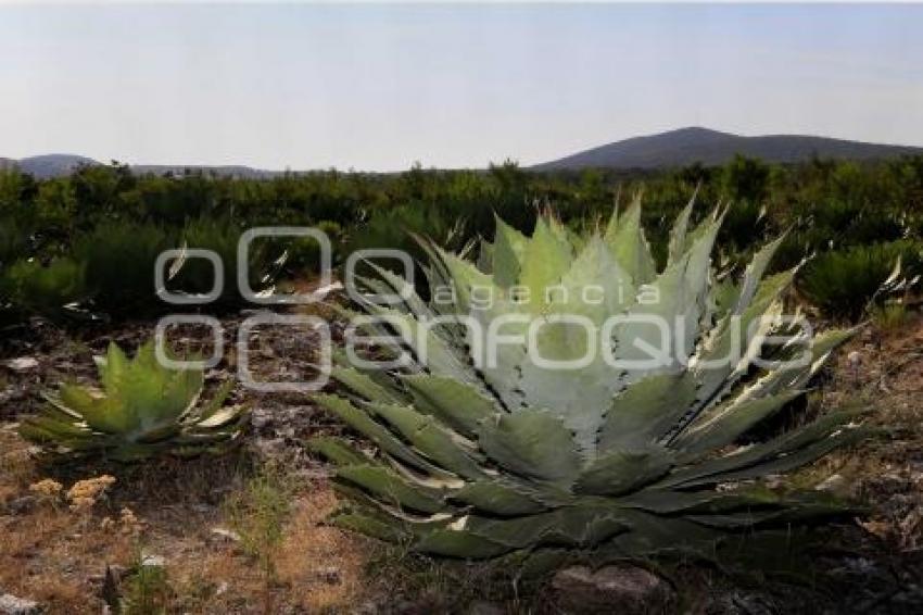 PRODUCCIÓN DE MEZCAL