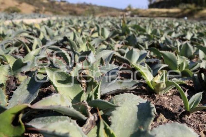 PRODUCCIÓN DE MEZCAL