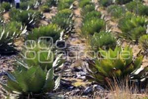 PRODUCCIÓN DE MEZCAL