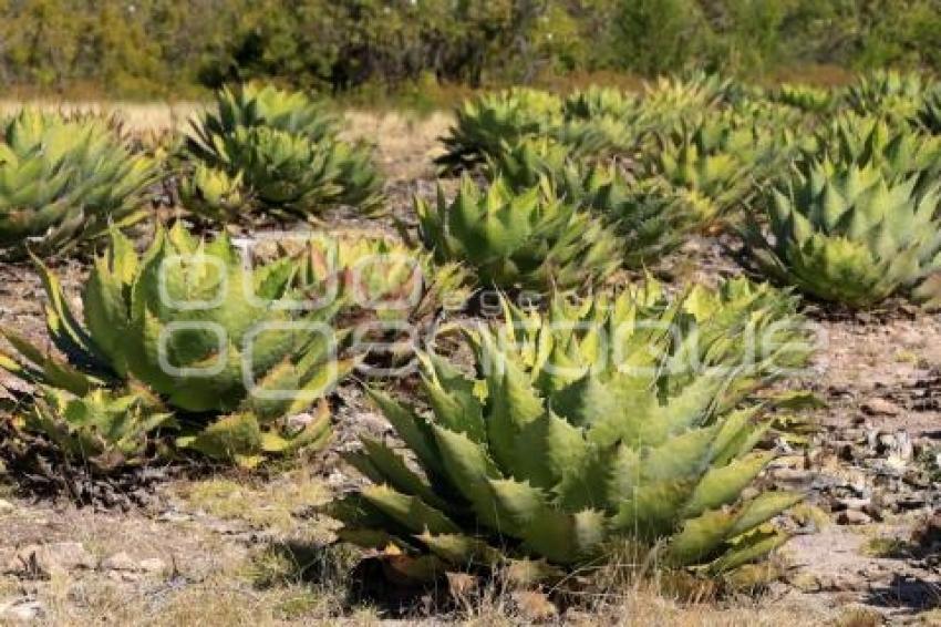 PRODUCCIÓN DE MEZCAL