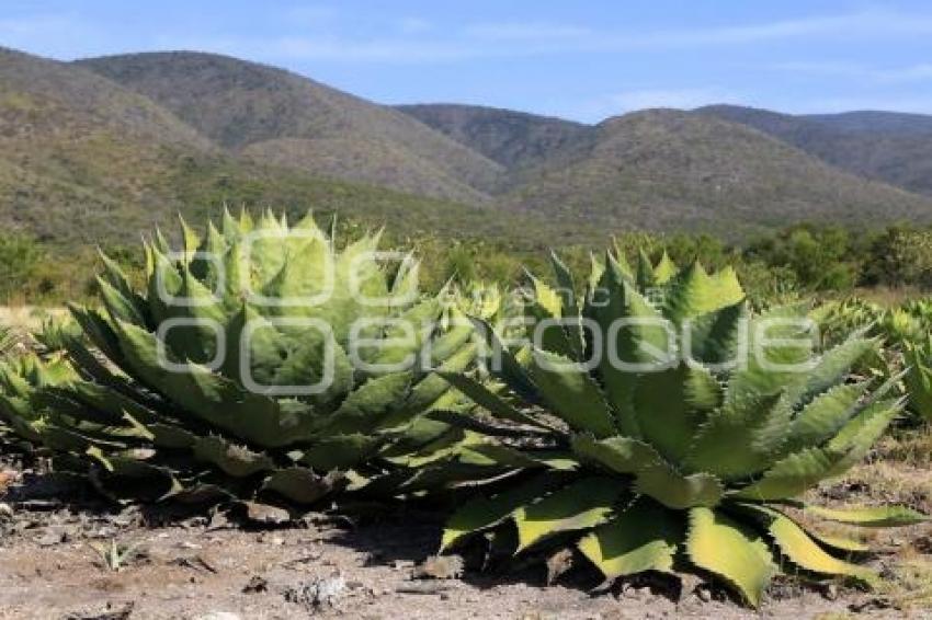 PRODUCCIÓN DE MEZCAL