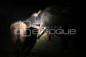 SAFARI NOCTURNO