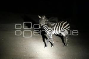 SAFARI NOCTURNO