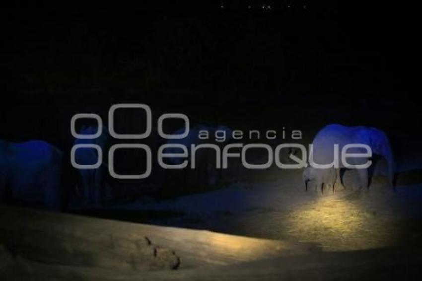 SAFARI NOCTURNO