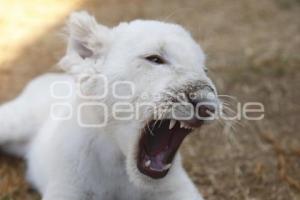 NACE CACHORRO DE LEÓN BLANCO