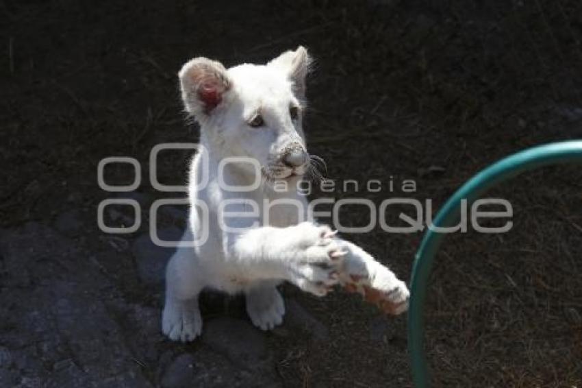 NACE CACHORRO DE LEÓN BLANCO