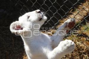 NACE CACHORRO DE LEÓN BLANCO