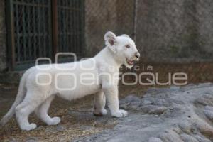 NACE CACHORRO DE LEÓN BLANCO