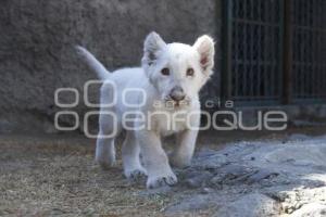 NACE CACHORRO DE LEÓN BLANCO