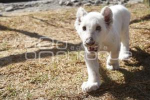 NACE CACHORRO DE LEÓN BLANCO