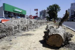 BULEVAR 5 DE MAYO SIN ÁRBOLES