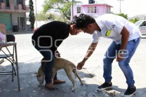 SEMANA VACUNACIÓN ANTIRRÁBICA . ACATLÁN