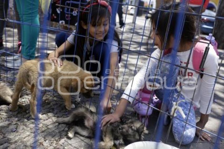 JORNADA DE ADOPCIÓN CANINA