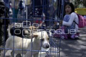 JORNADA DE ADOPCIÓN CANINA