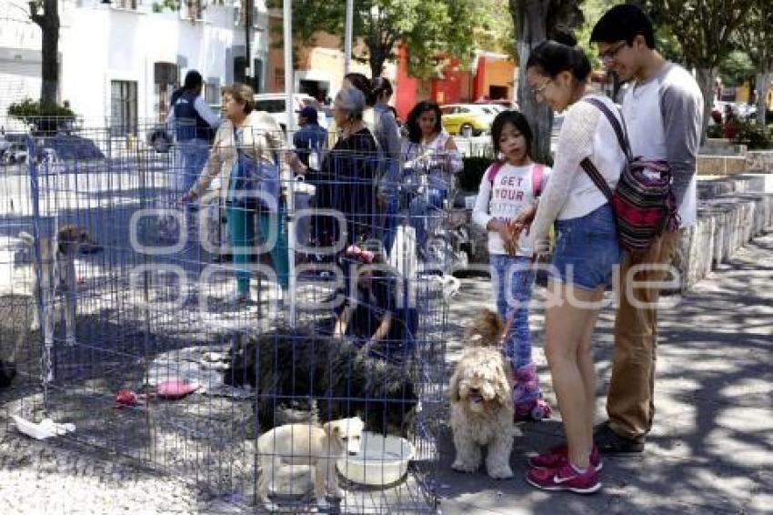 JORNADA DE ADOPCIÓN CANINA