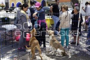 JORNADA DE ADOPCIÓN CANINA