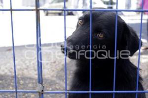 JORNADA DE ADOPCIÓN CANINA