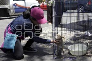 JORNADA DE ADOPCIÓN CANINA