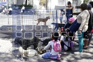 JORNADA DE ADOPCIÓN CANINA