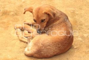 PERROS CALLEJEROS