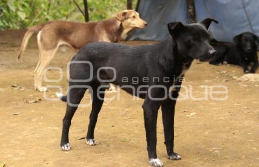 PERROS CALLEJEROS