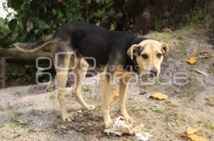 PERROS CALLEJEROS