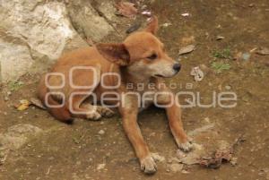 PERROS CALLEJEROS