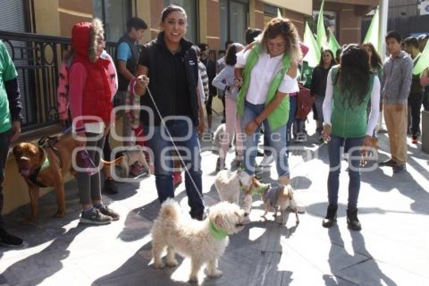 PARTIDO VERDE . CAMINATA  PERRUNA