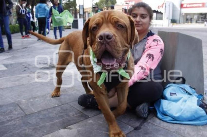 PARTIDO VERDE . CAMINATA PERRUNA