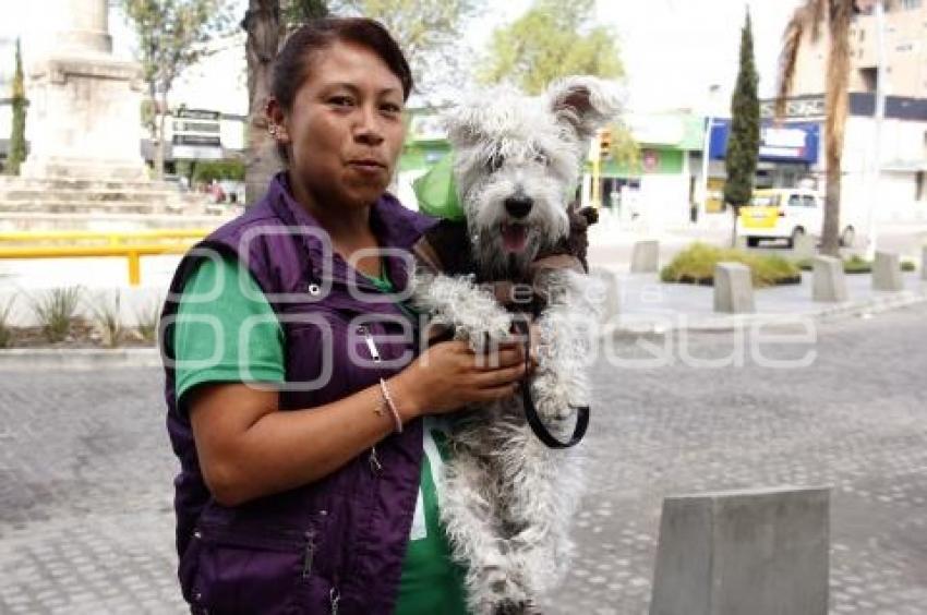 PARTIDO VERDE . CAMINATA  PERRUNA