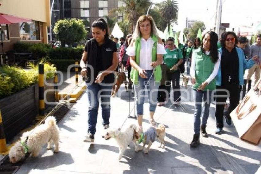 PARTIDO VERDE . CAMINATA PERRUNA